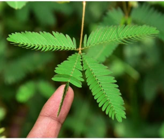 Mimosa Pudica – Die Sensitive Pflanze